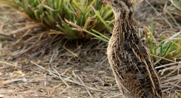 Křepelka obecná: popis ptáka, produktivita, chov a péče
